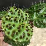 Begonia melanobullata. Бегония Меланобулата.