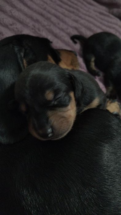 Таксинятка бронювання