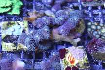 11 Stylophora pistillata Milka FLUOLAMPS WYSYLKI