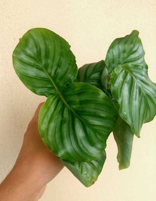 Planta Calathea orbifolia