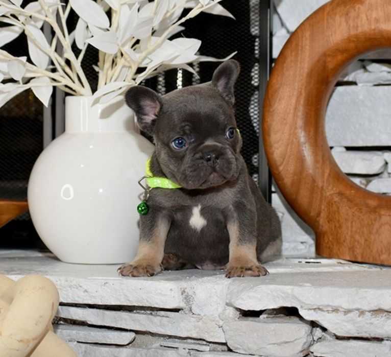 Малишка  блакитна . Мінні