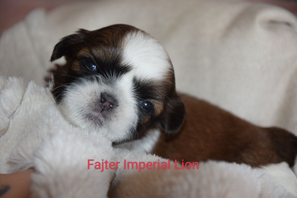Fajter pies Shih Tzu chłopczyk szczeniak rodowód