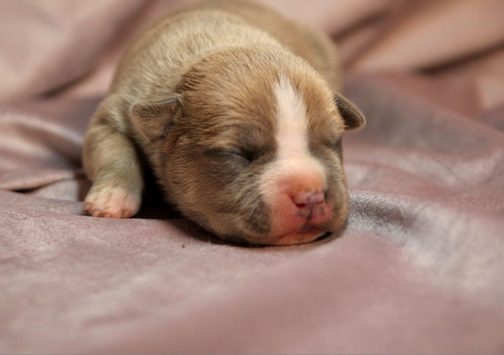 American staffordshire terrier FCI