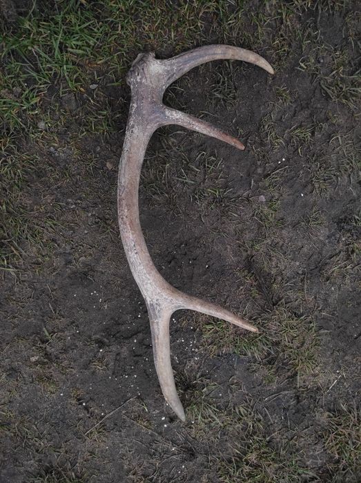 Poroze poroze sprzedam