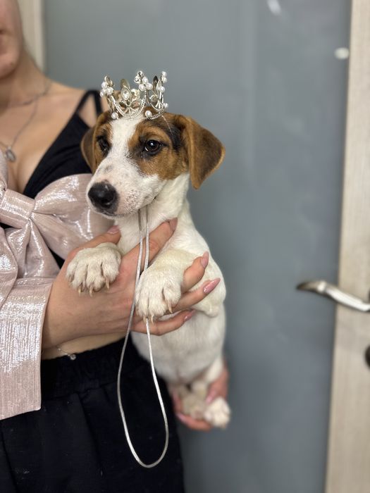 Джек рассел терьер- справжня красуня