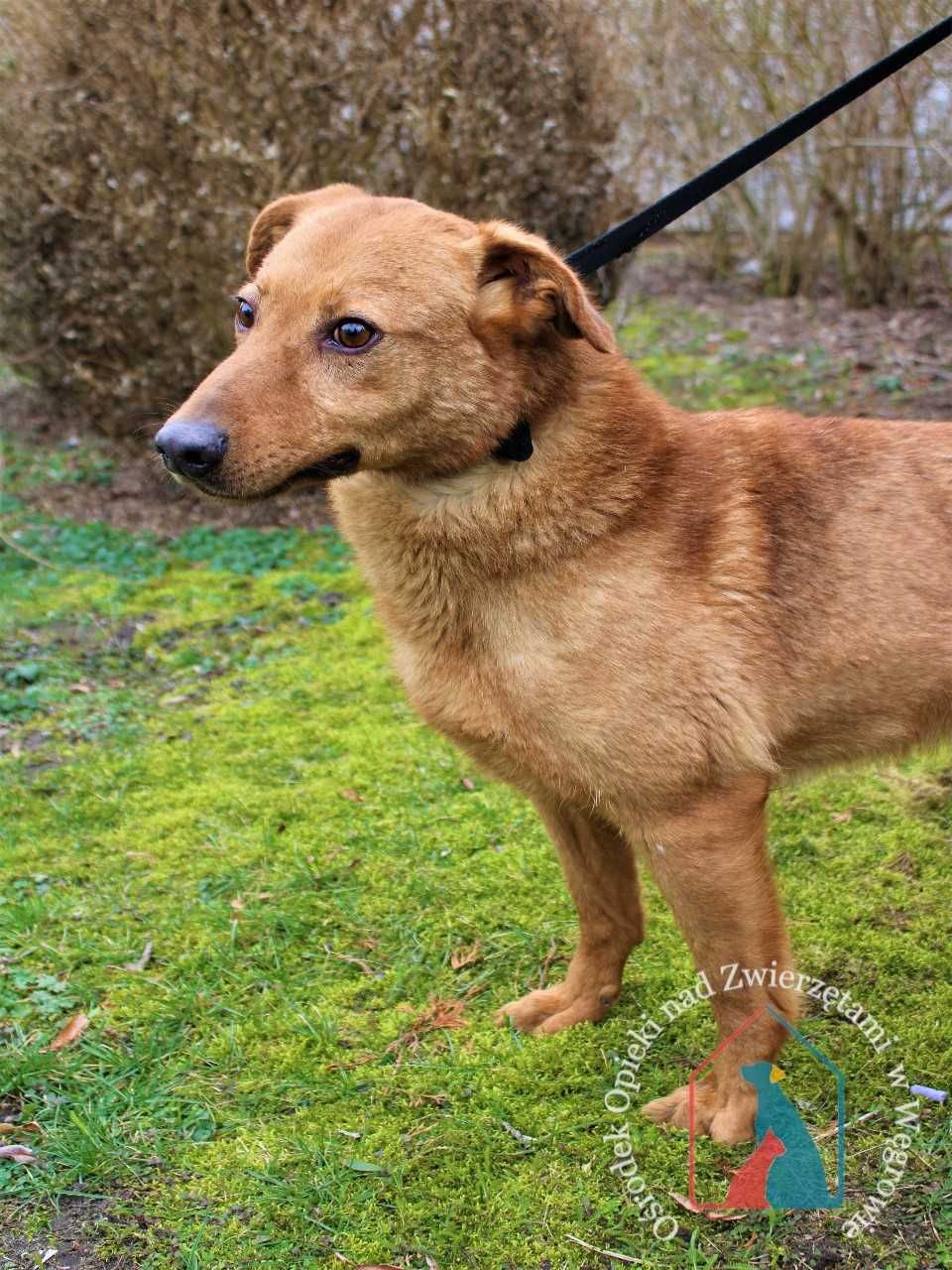 Toffi -piesek od 2017r. jest  w schronisku! Adoptuj!