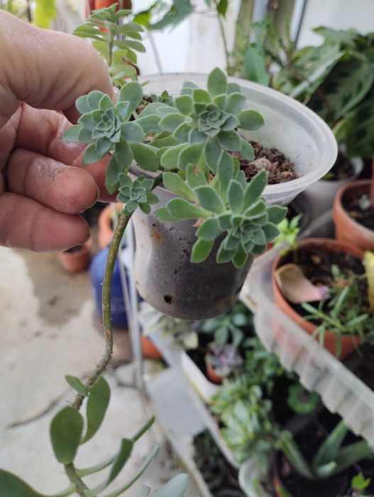 Lindas Suculentas a 1€