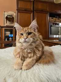 Wielki kocurek Maine Coon