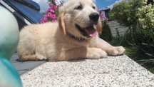 Golden Retriever szczeniak