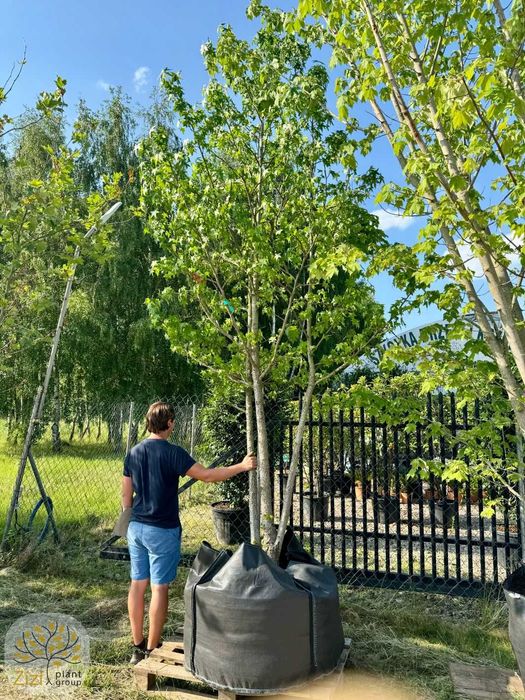 Liquidambar styraciflua, Ambrowiec amerykański, 400cm, wielopniowy
