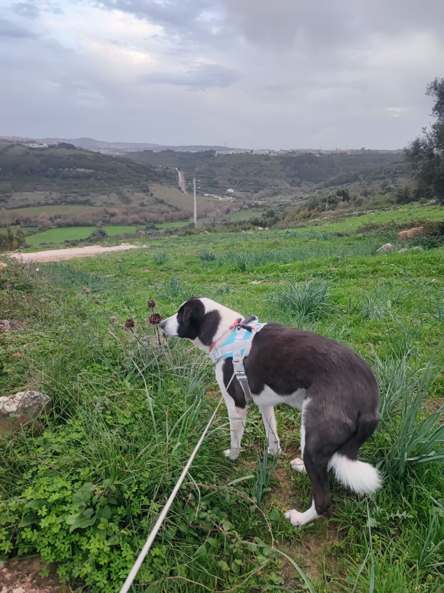 Estadia para cães