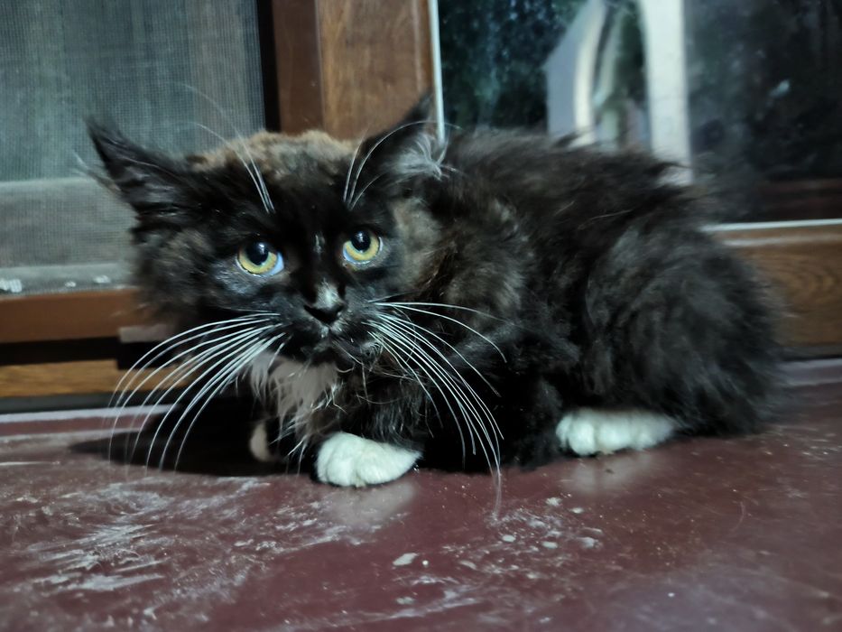 Котенята в добрі руки. Ще всі є. 23.11.2025