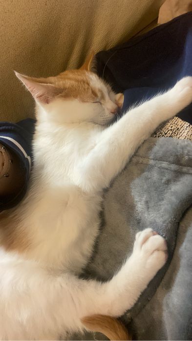 Gatinho para adoção