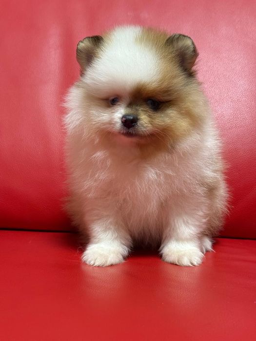Комочек счастья Померанский шпиц.