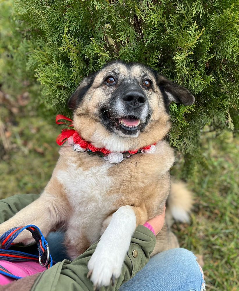 Całe życie ludzie ją zawodzą. Co będzie dalej? Do adopcji