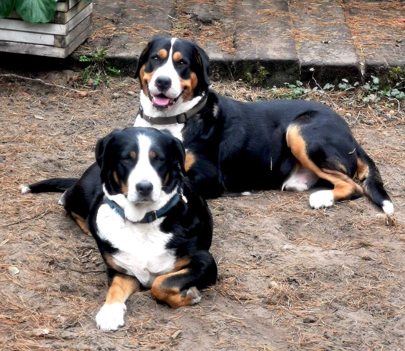 Duży Szwajcarski Pies Pasterski - Szczeniak Piesek