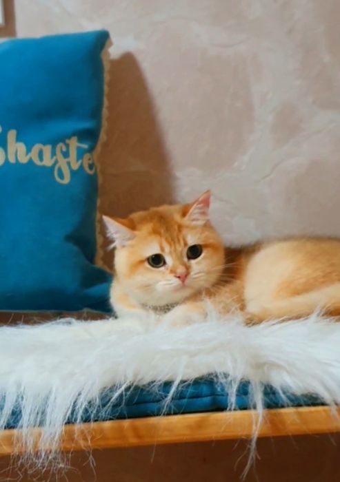 Золотой британский шиншилла котенок