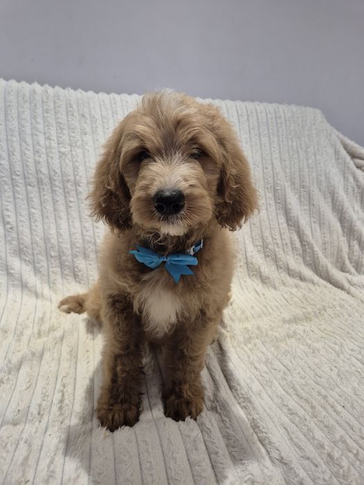 Goldendoodle f1 standard