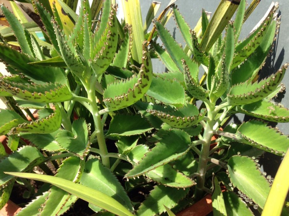 Kalanchoe Daigremontiana