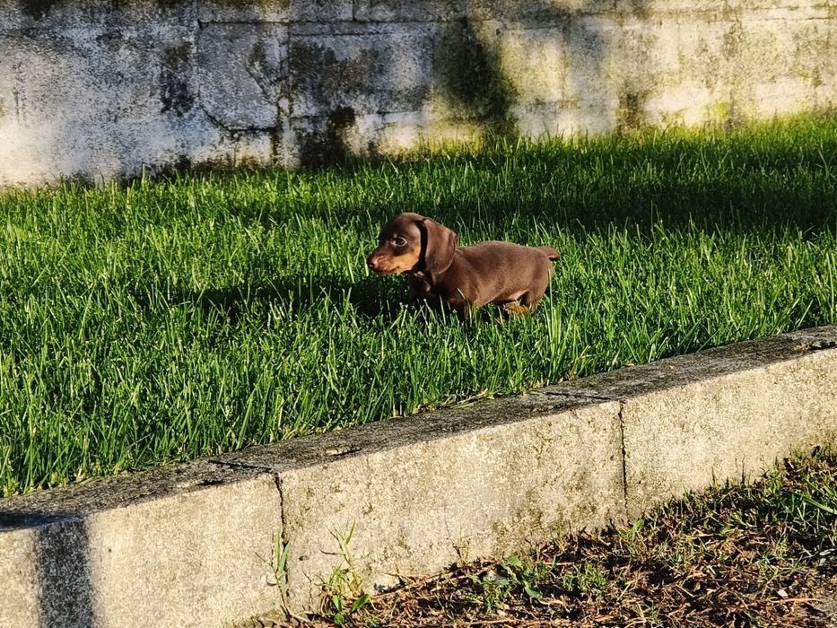 Teckel kaninchen macho com LOP