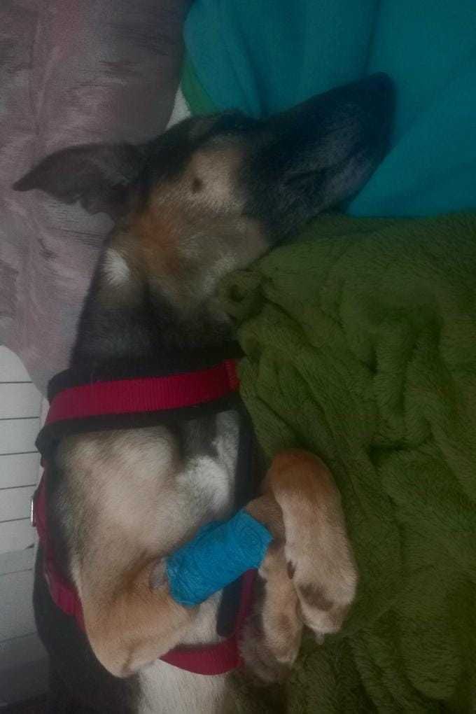 Saramago Cão Cego