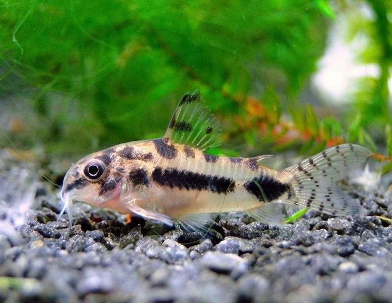 Kirysek malutki - Kirys miniaturowy - Corydoras habrosus - dowóz