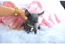 Cudo Blue Boy Chihuahua Super Mini XXS
