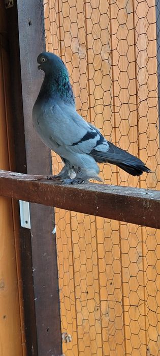 Berliński Krótkodzioby