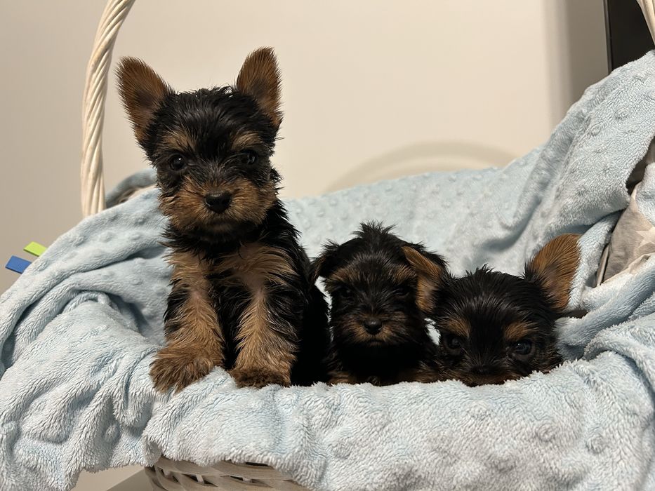 Yorkshire Terrier Miniaturka