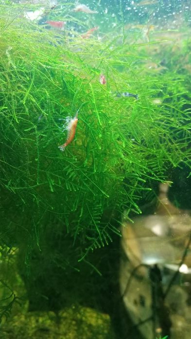 Продаю яванский мох . . Креветки. Улитки Хелены.