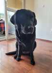 Labrador szuka domu