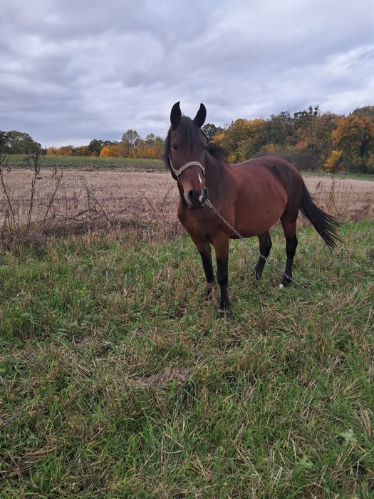 Продам робочу кобилу