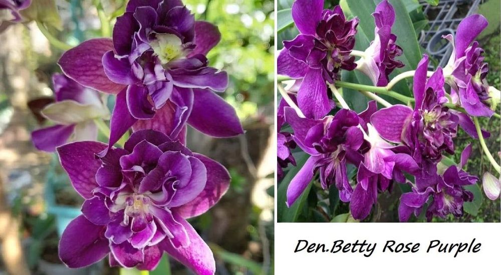 Дендрофаленопсис