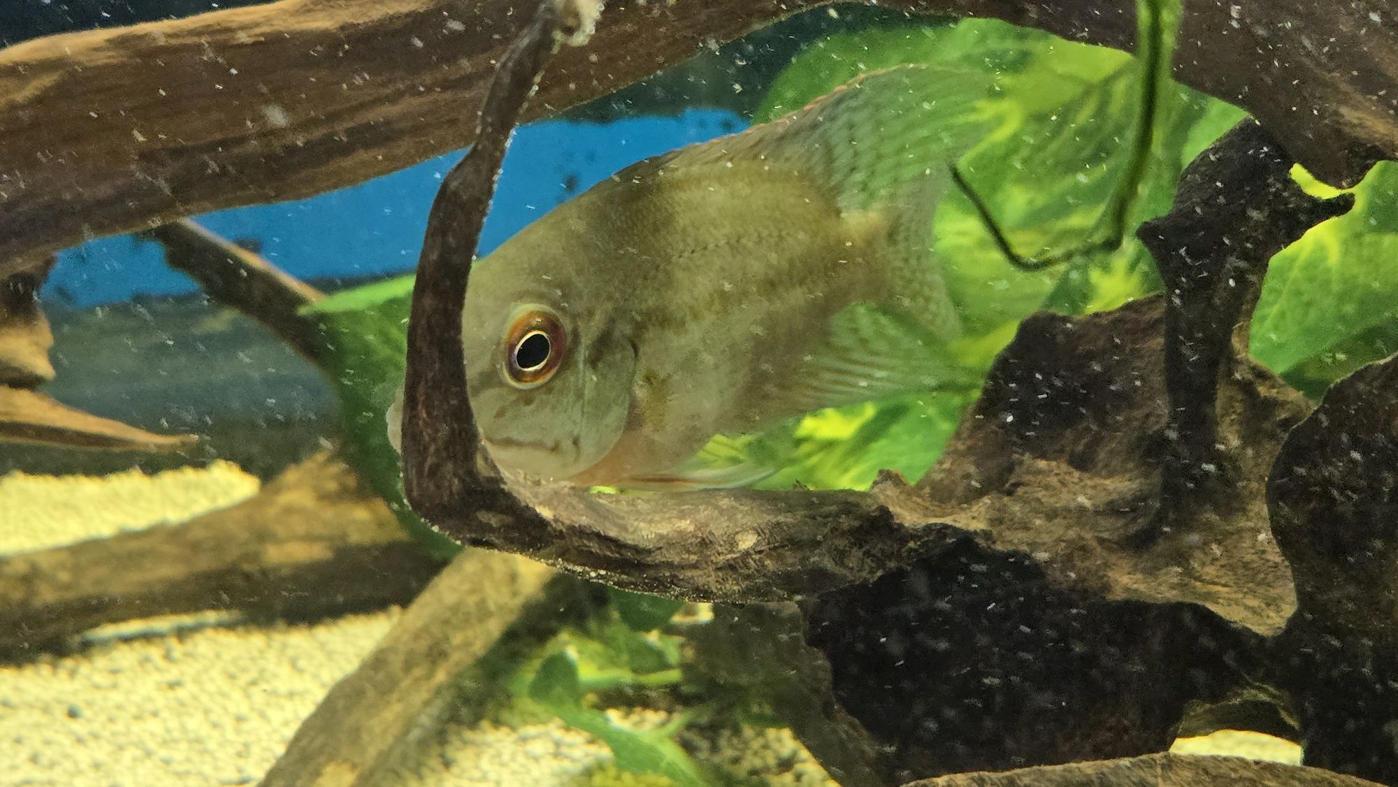 Papagaio Verdadeiro (Hoplarchus psittacus)