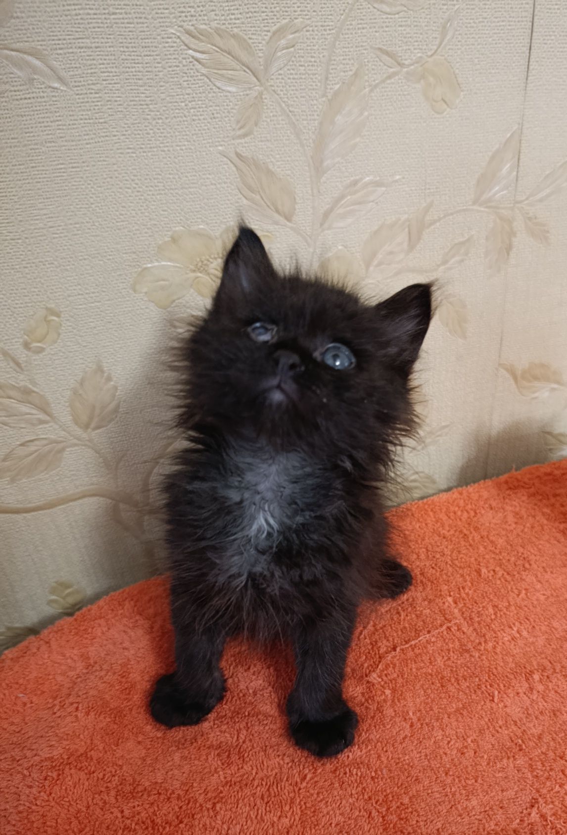 Котенок в хорошие руки