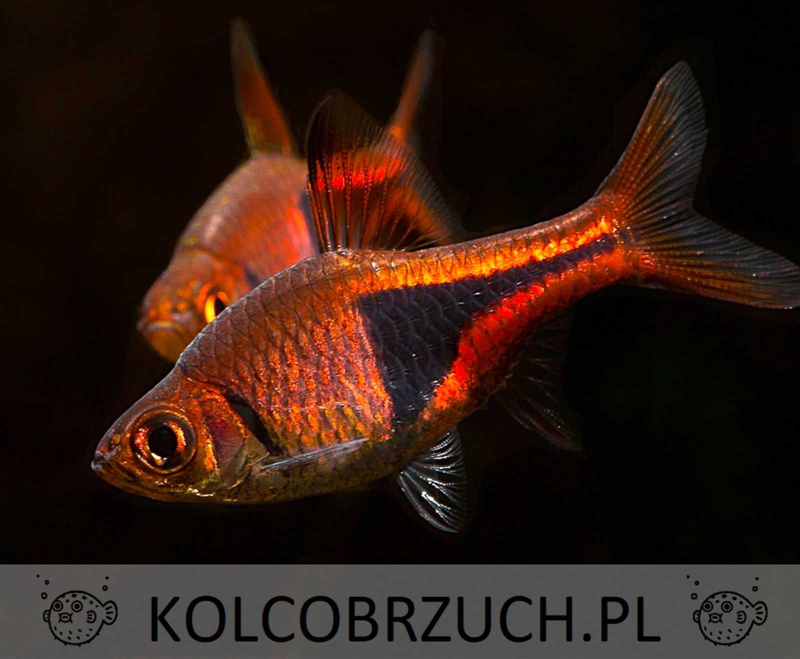 Razbora klinowa - Trigonostigma heteromorpha - Rasbora - dowóz wysyłka