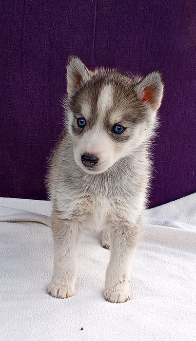 Девченка хаски в продаже