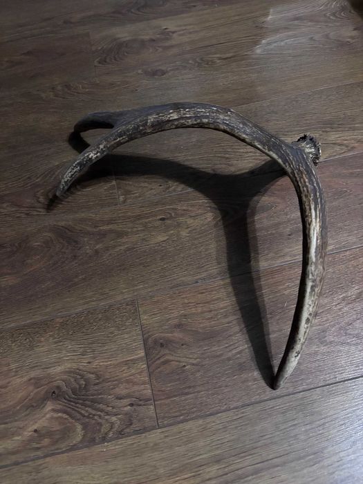 Продам роги оленя