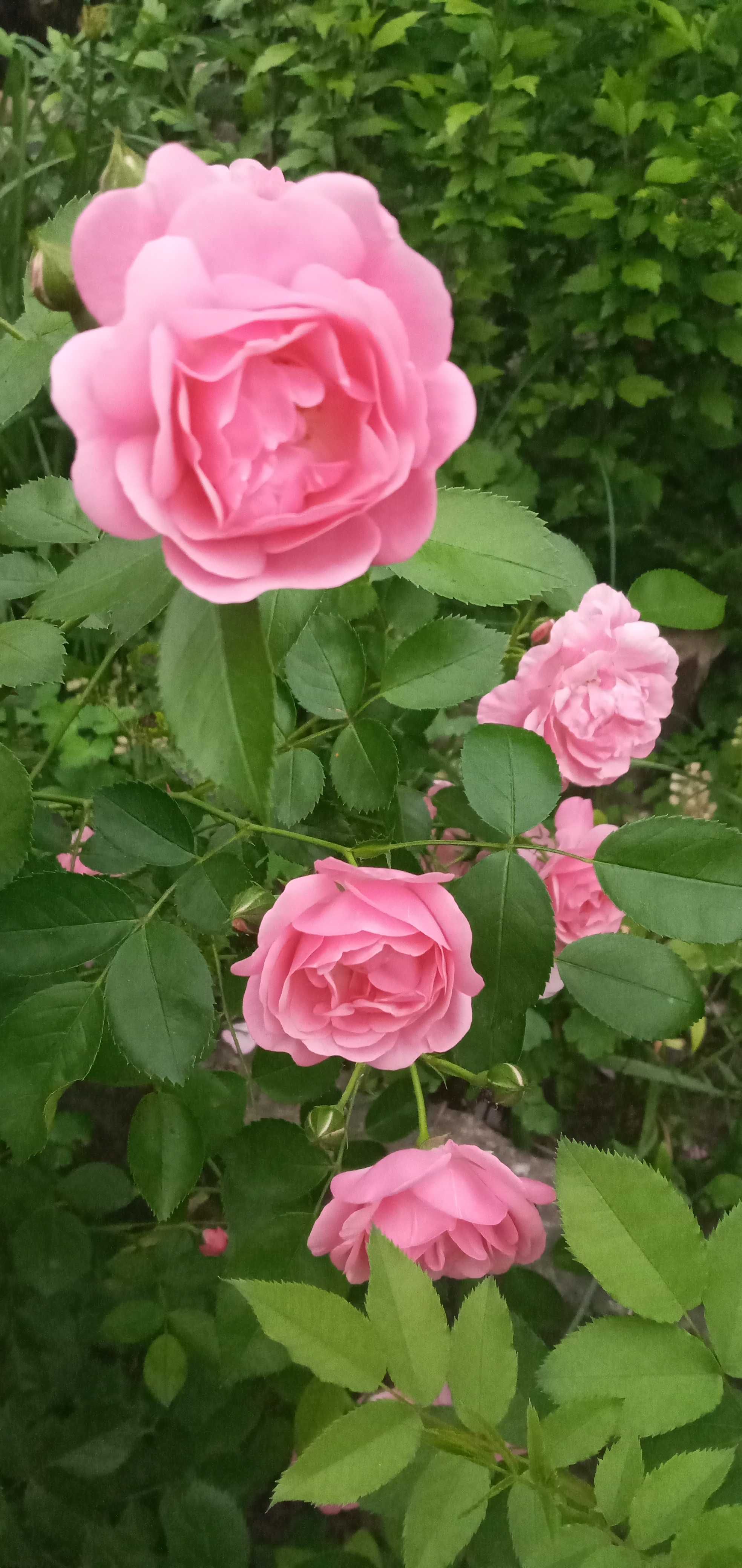 Троянда витка рожева