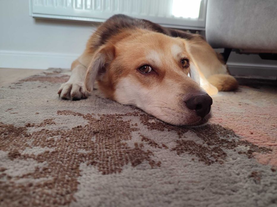 Spokojny dom poszukiwany! Karmel czeka na kogoś, kto go pokocha