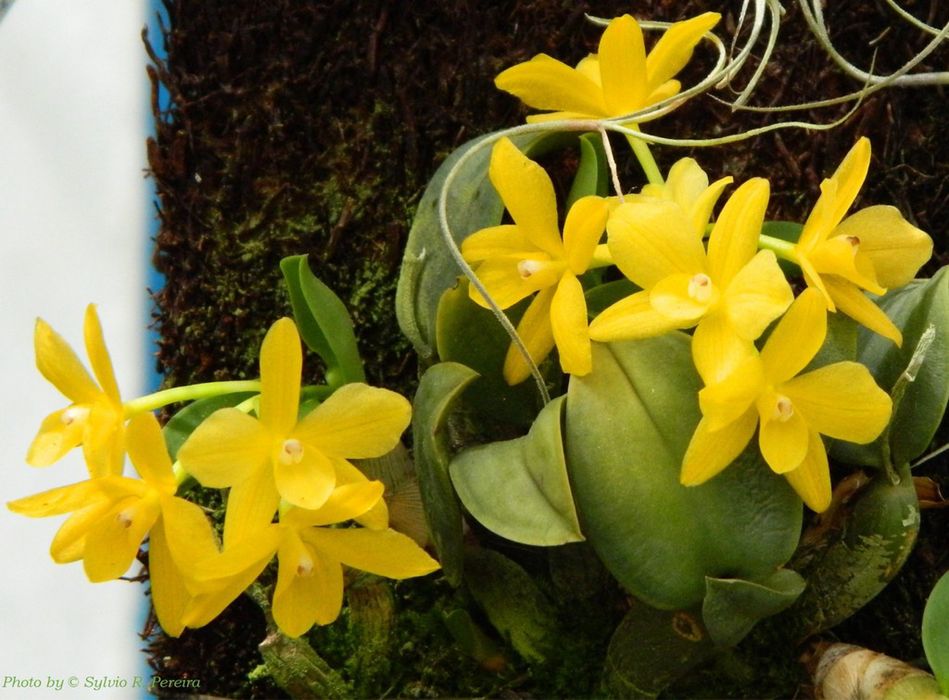 Орхідея Cattleya (saphronitis) cernua amarela