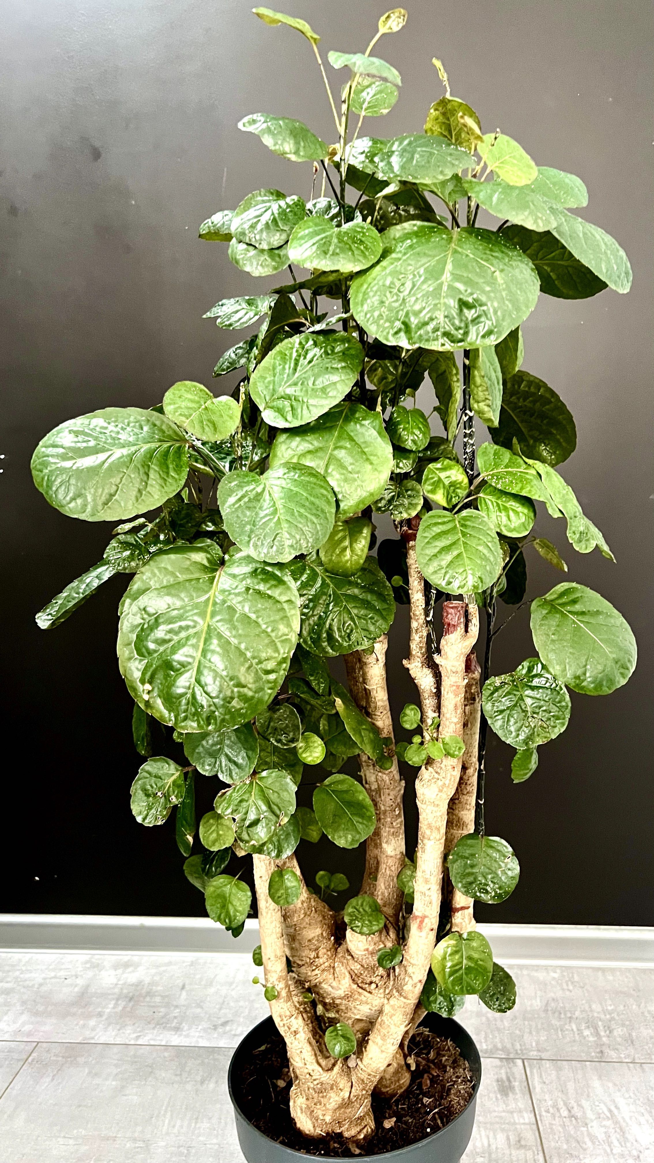 Polyscias Fabian