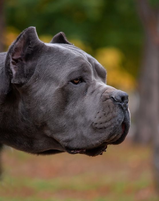 Вязка Кане-корсо