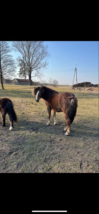 Sprzedam klacz i dwa kuce