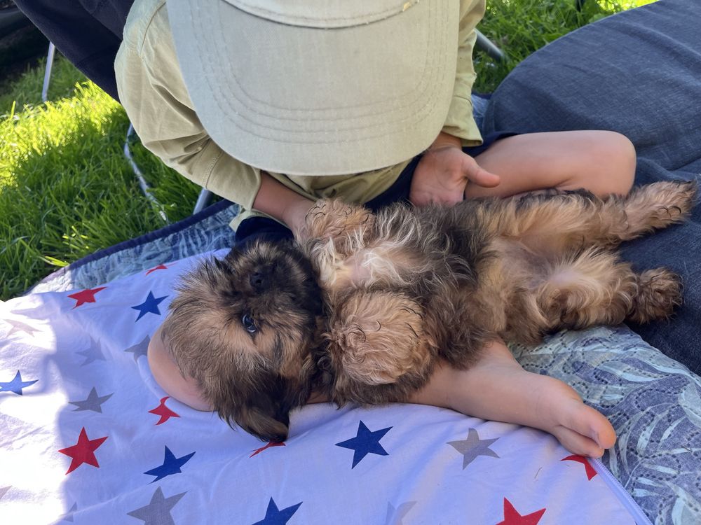Shih Tzu suczka gotowa do odbioru