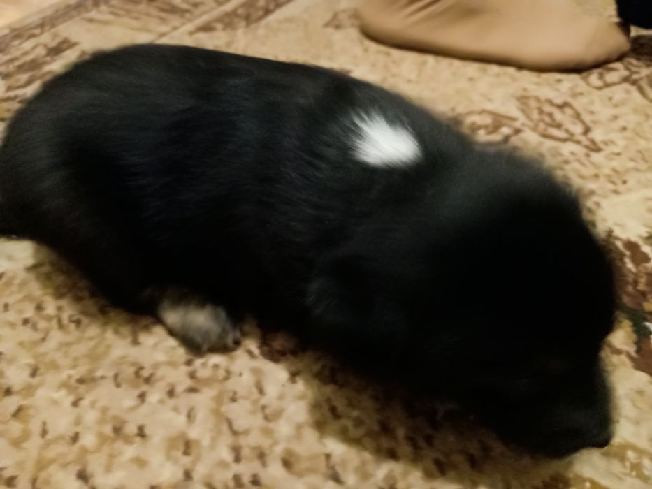 Срочно!Цуценята віддам у добрі руки.