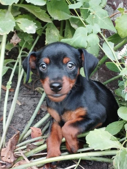 Щенок цвергпинчера