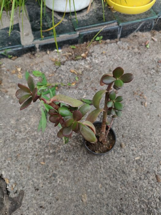 Крассуала обликва толстянка денежное дерево