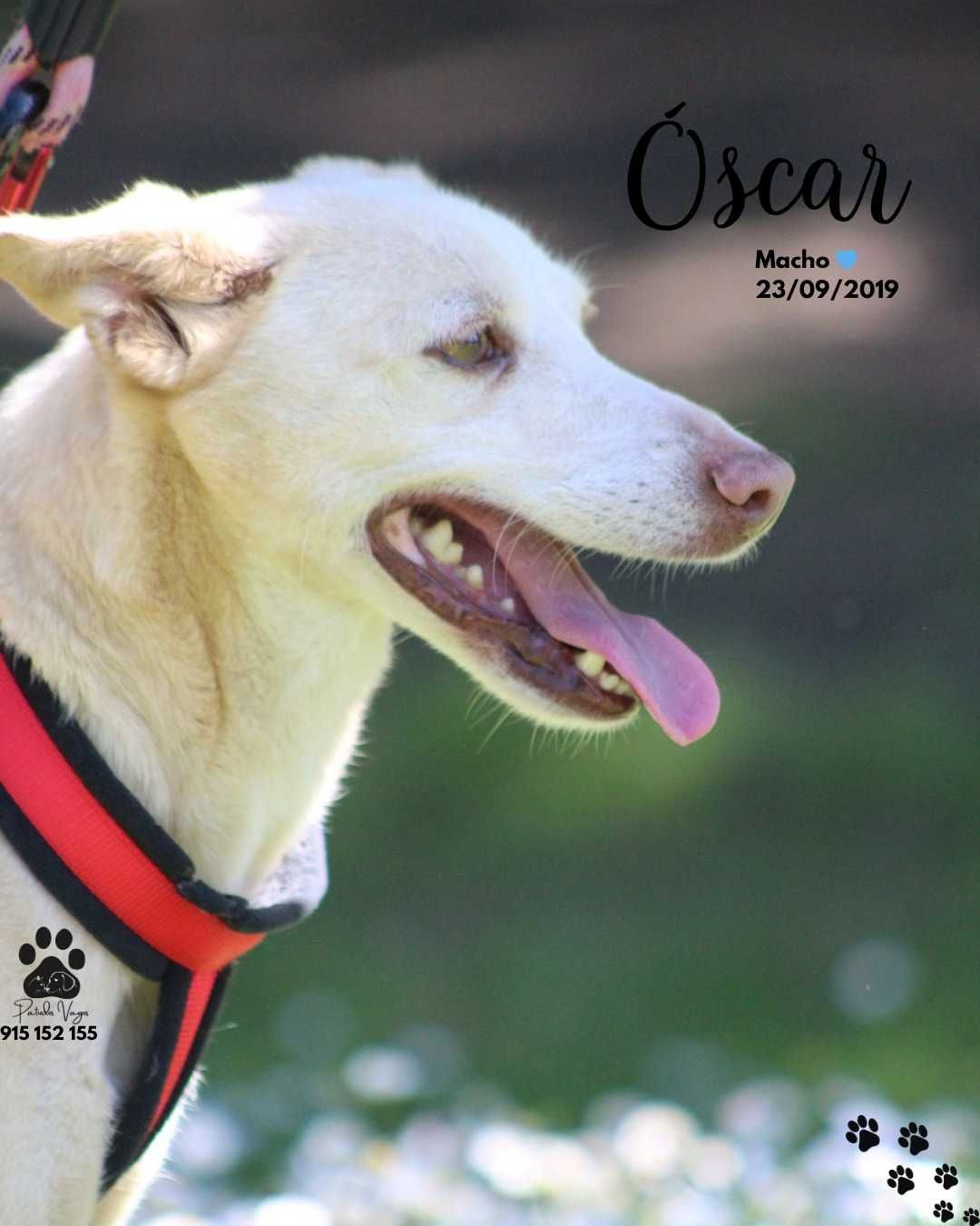 Óscar, o que quer colo