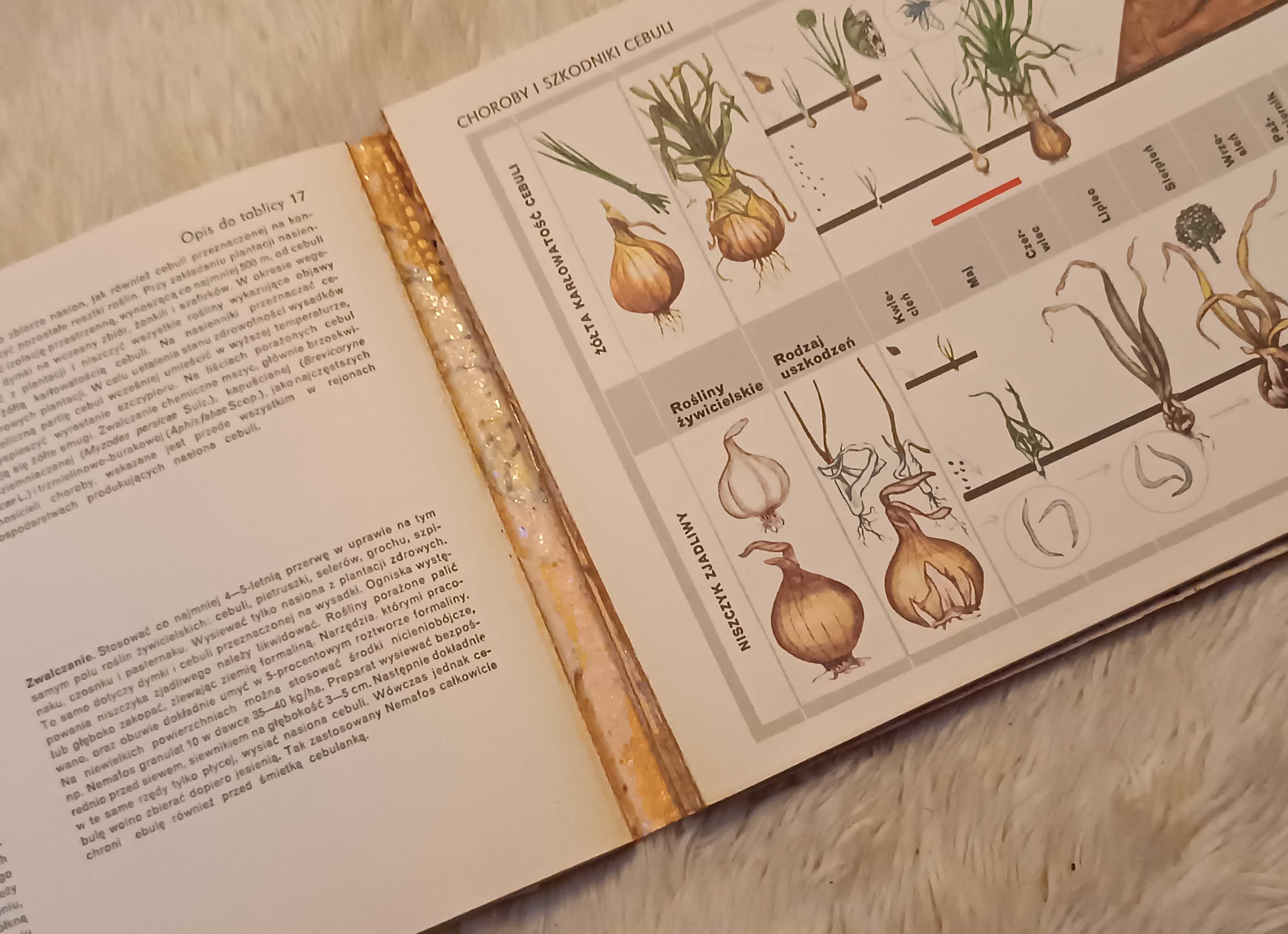 Terminarz ochrony warzyw F Kagan A Studziński Książka dla ogrodnika